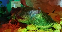 пешелань 3.jpg